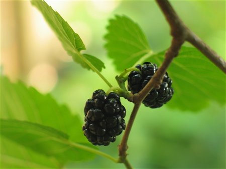 mulberrytree-1.jpg