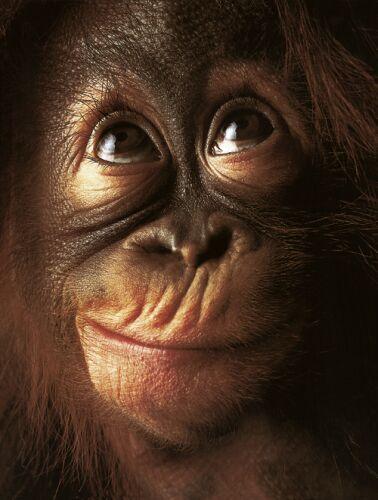 orangutanjpgw378h500-1.jpg