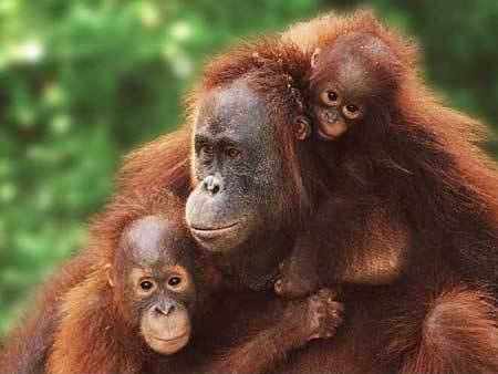 orangutanjpgw450h338-1.jpg