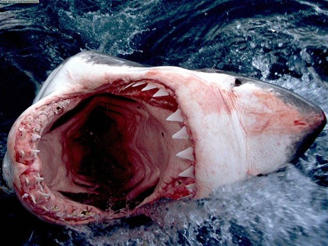 sharkMouth-1.jpg