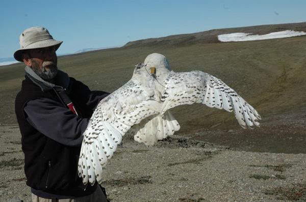 snowy_owl_tracker_maherlarge-1.jpg