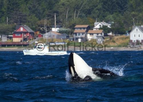 whalewatchingcanada 2357 1 - Post Pictures from your ethnic orgin