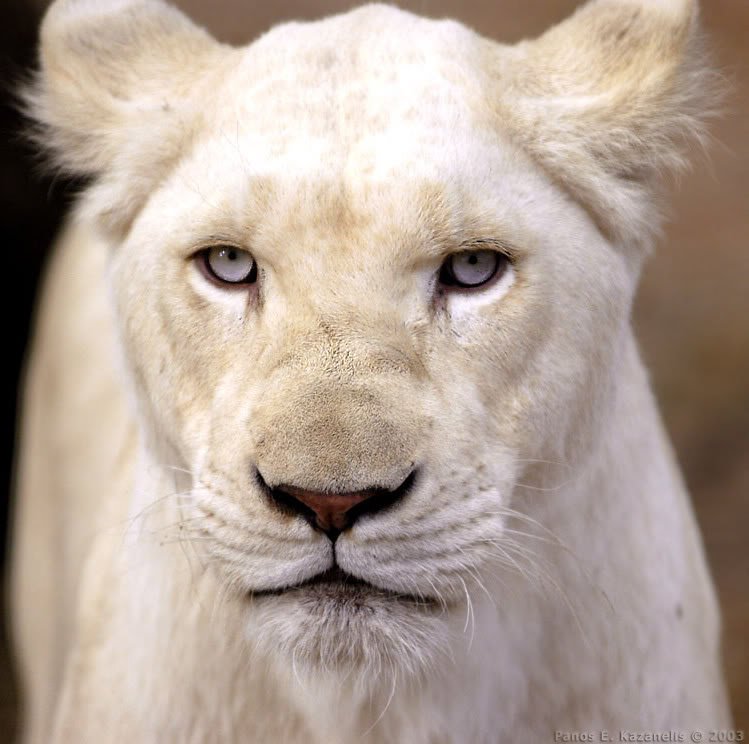 white_lion-1.jpg