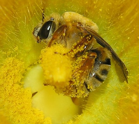 Bee203-1.jpg