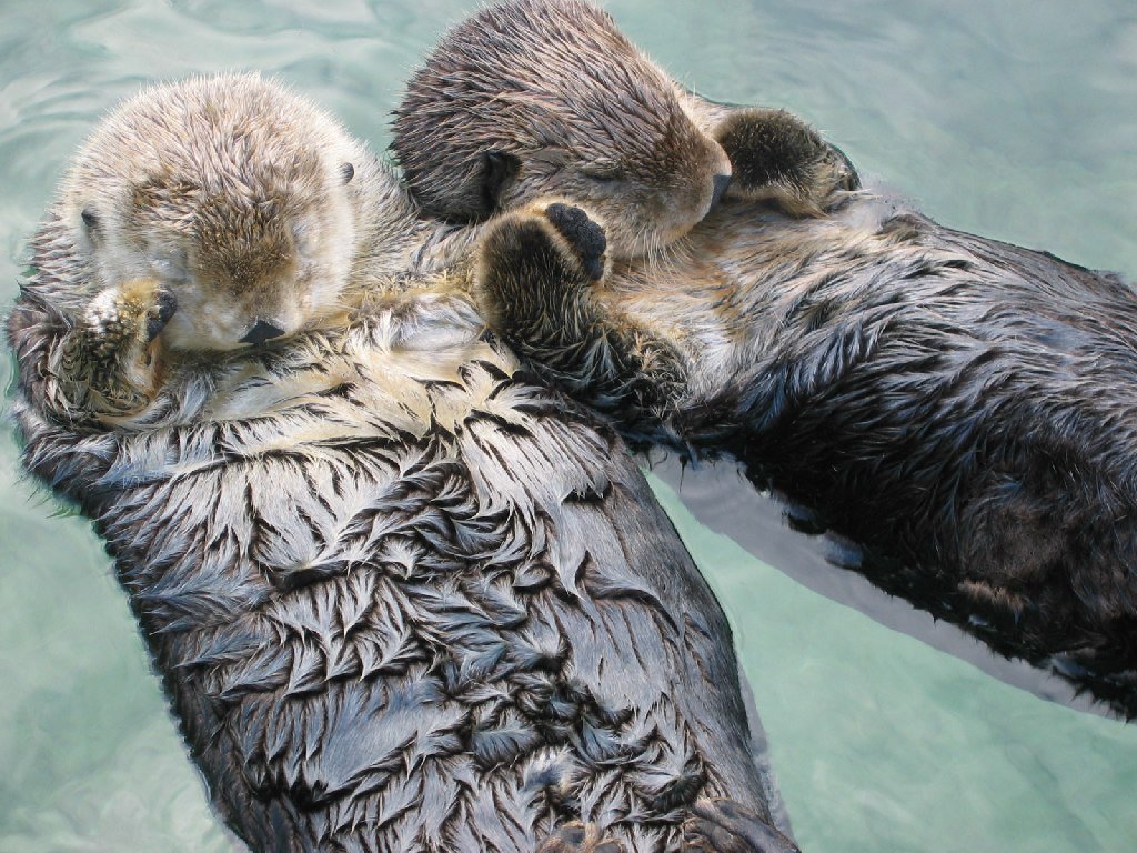 Sea_otters_holding_hands-1.jpg