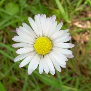 daisymay10-1.jpg