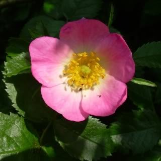 dogrosemay10-1.jpg