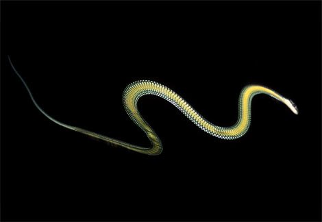 flyingsnake-1.jpg
