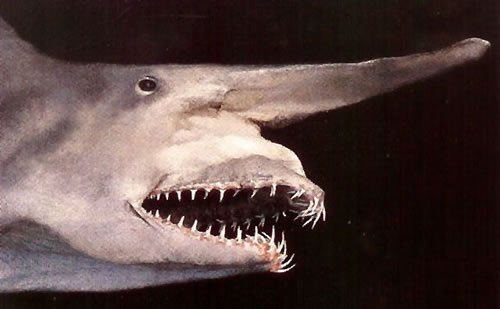 goblinshark-1.jpg