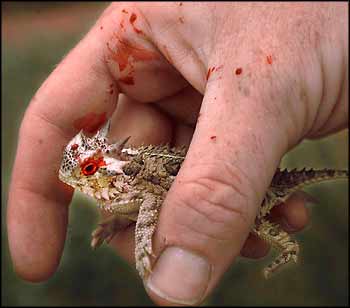 hornedlizardblood-1.jpg