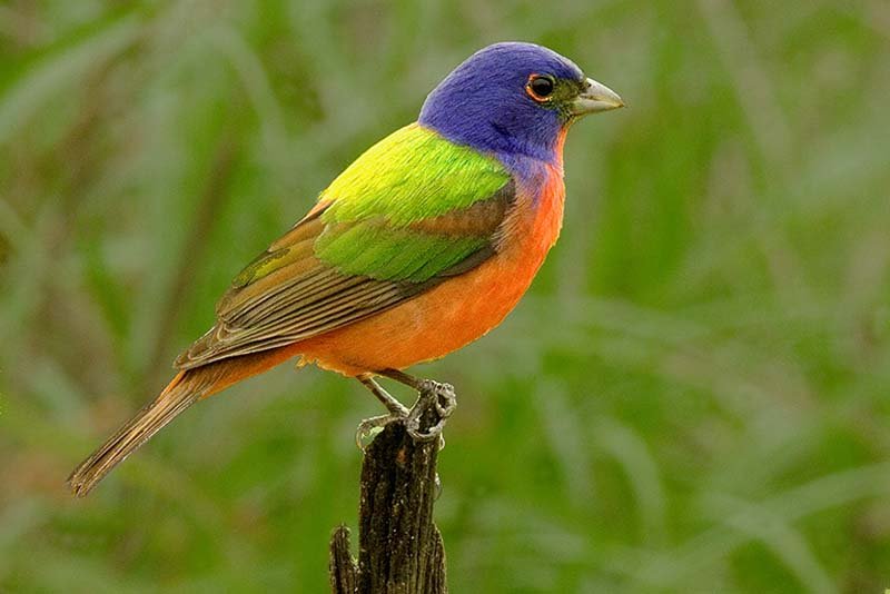 joffe20martinl_painted20bunting20no201-1.jpg