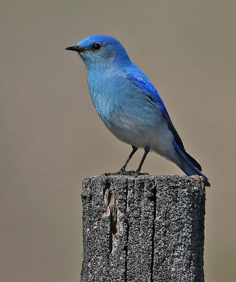 mountainbluebirdtommunson-1.jpg