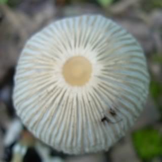 mushroommay10-1.jpg