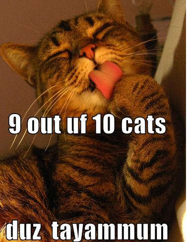 muslimlolcat1-1.png