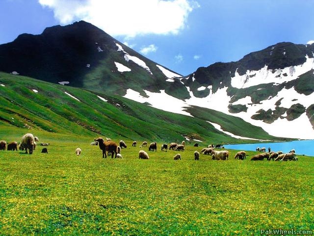 neelam_12_43X_PakWheelscom-1.jpg