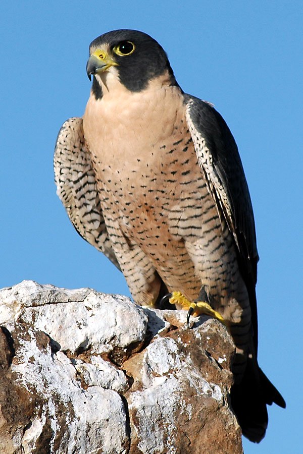 peregrinefalconanatum-1.jpg