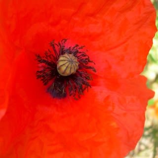 poppymay10-1.jpg