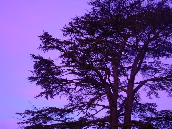 purpletree-1.jpg