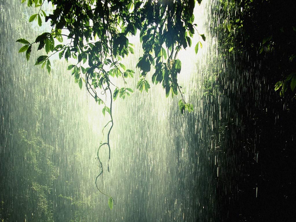 rain_forest_tropic-1.jpg
