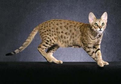 savannahcat5-1.jpg