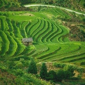 ubud-1.jpg