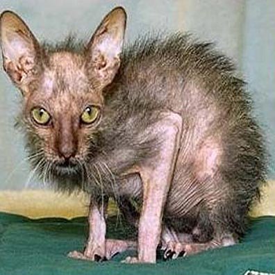 worldsugliestcat-1.jpg