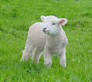61727 doroffy the lamb 1 - [Poll] Vegetarian Muslims