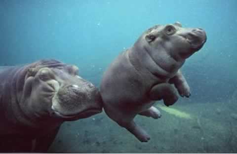 babyhippo-1.jpg