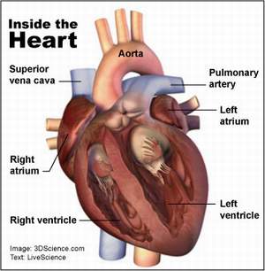 heartimage1JPG 1 - Is it your heart or your brain ?