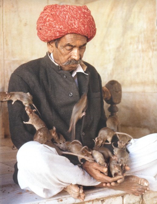 priest_with_lapful_of_rats-1.jpg