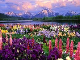 field20of20flowersjpgt1-1.jpg