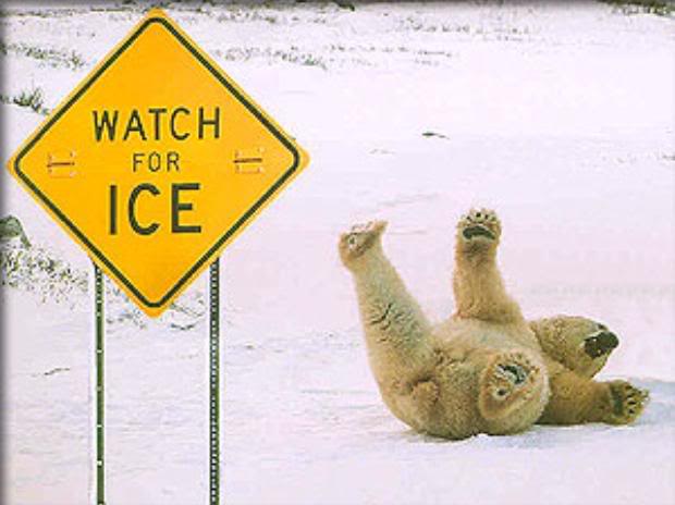 sliding_polar_bear-1.jpg