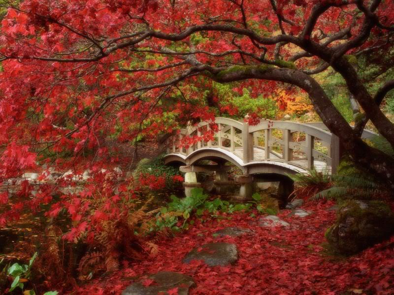 JapaneseGardenRoyalRoadsUniversityBritis-1.jpg