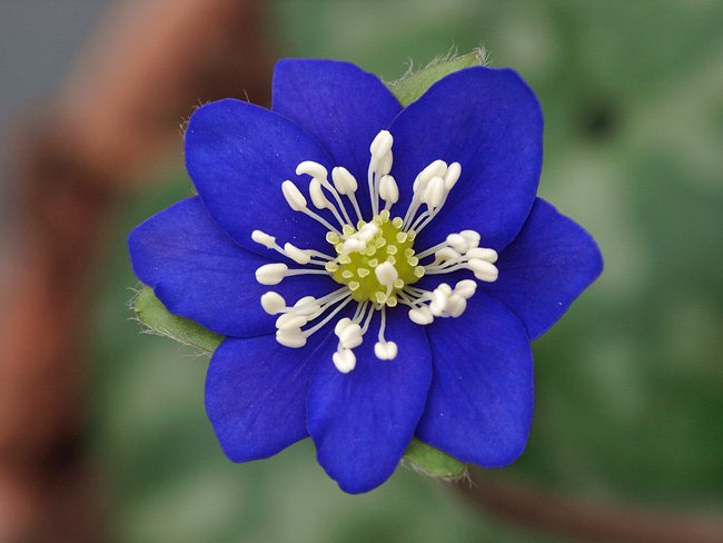 Normal20single20good20blue-1.jpg