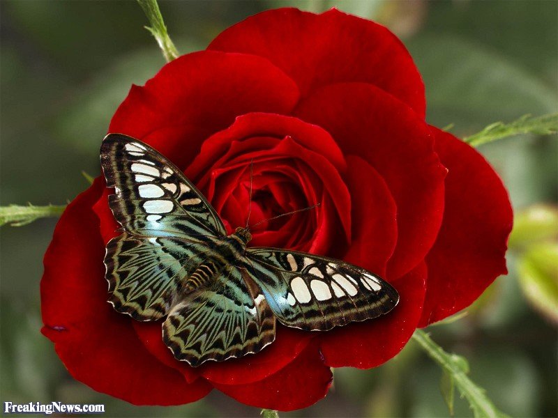 butterflyonarose34285-1.jpg