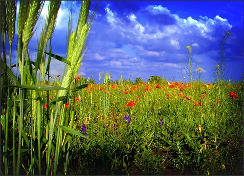 i love nature 1 - Easy Dhikr which is light on the tongue but heavy on the scales!