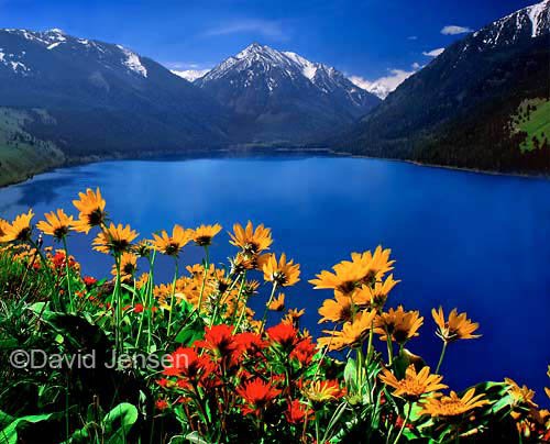 wallowa_lake_new_flowers-1.jpg