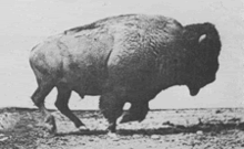 220pxMuybridge_Buffalo_galloping-1.gif