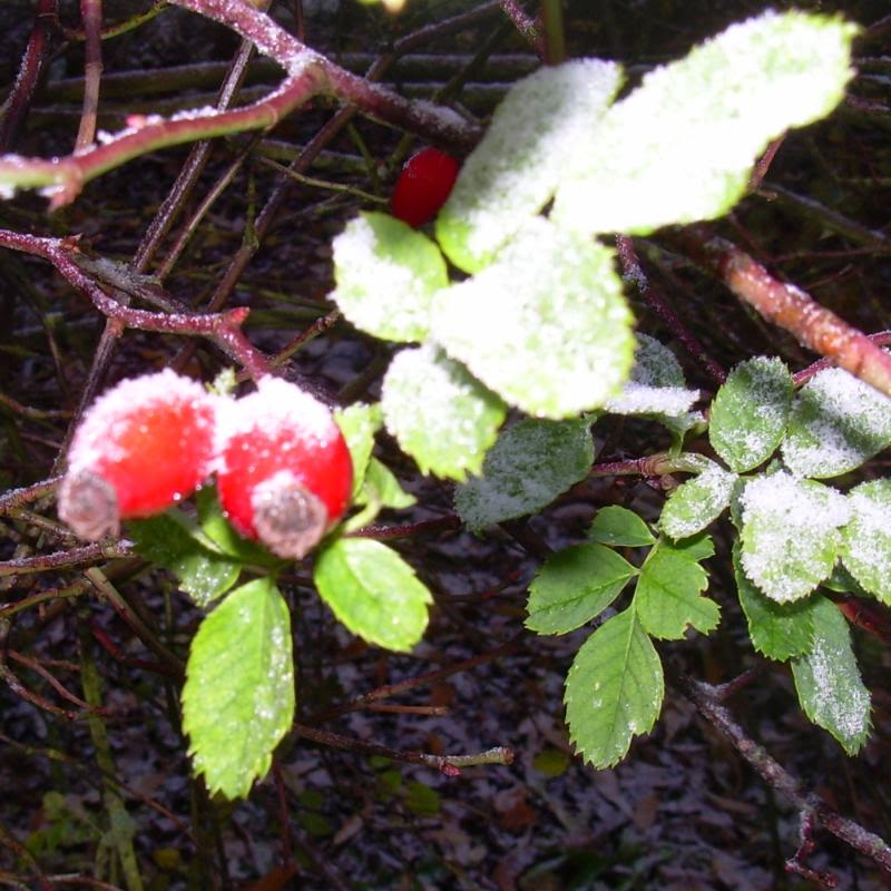 DSCN9939-1.jpg
