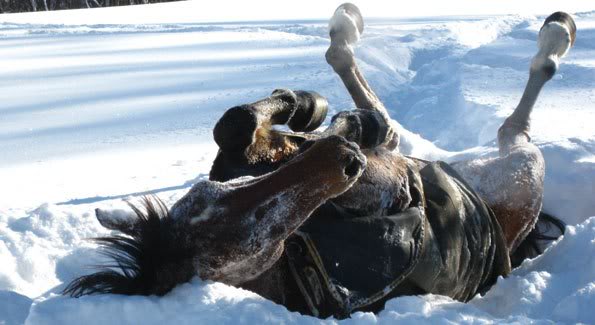 Horses in Snow at Brook Hil 1 - Winter fun- what activities do you do?