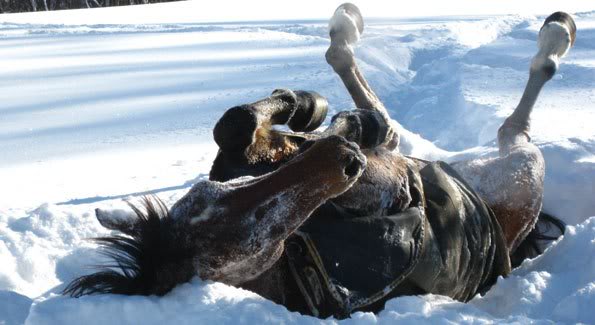 Horses_in_Snow_at_Brook_Hil-1.jpg