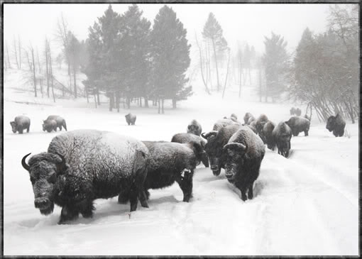 home snow bison 1 - Winter fun- what activities do you do?