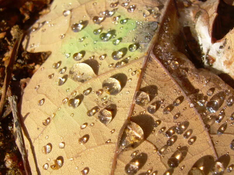 leaf2-1.jpg