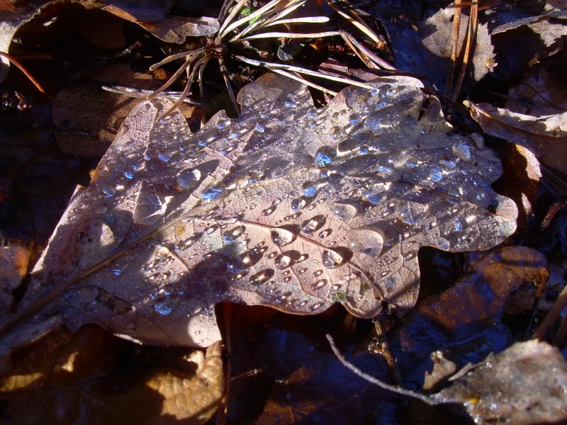 leaf3-1.jpg