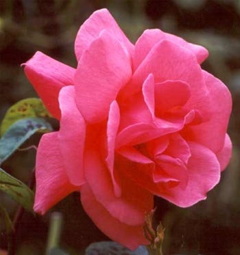 pinkgardenroses-1.jpg