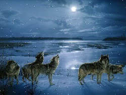 winterwolves 1 - Winter fun- what activities do you do?