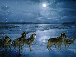 winterwolves-1.jpg
