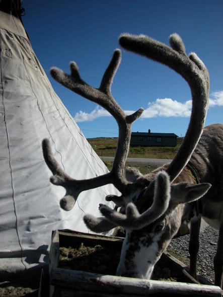 33sami_reindeer_BEJ-1.jpg