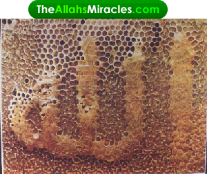 beehivebrown_TheAllahsMiraclescom_-1.gif