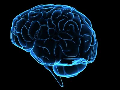 brain1-1.jpg
